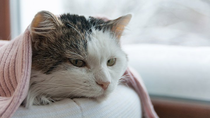 Pet Pneumonia - Owners Please Beware Of Pneumonia In Cats